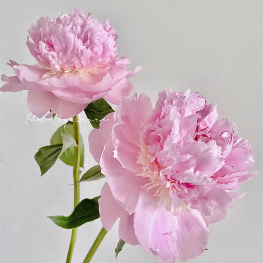 进口品种天使脸颊芍药花1支 商品图5