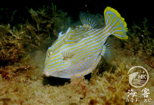 龙纹木盒（公） 商品图1