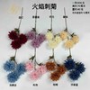 火焰刺菊（运费自理） 商品缩略图0