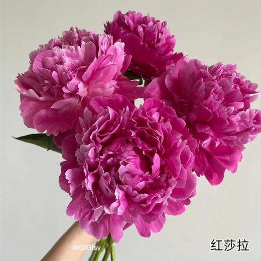 精品花材红莎拉芍药花5支 商品图0