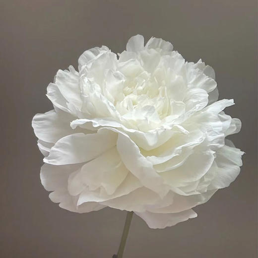 妈妈的选择母爱芍药花5支 商品图6