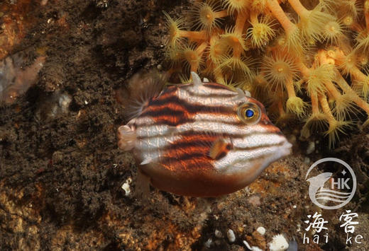 龙纹木盒（母） 商品图1