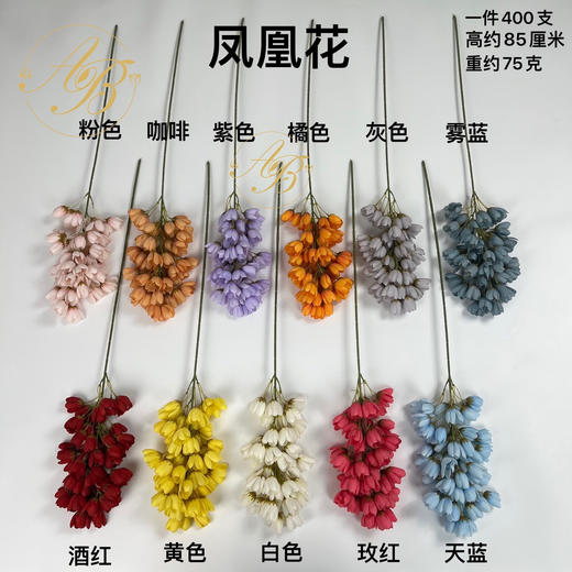 凤凰花（运费自理） 商品图0