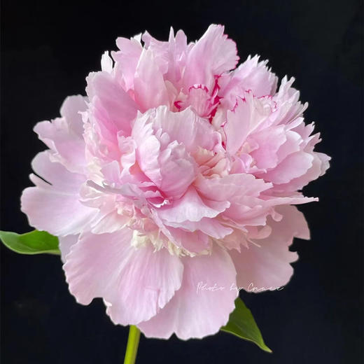 进口品种天使脸颊芍药花1支 商品图6