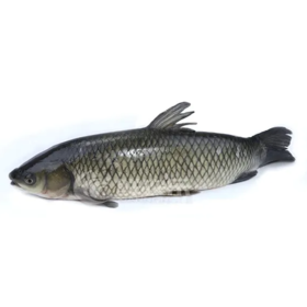 草鱼 约900g  【BC】【XZ】