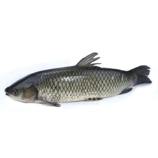 草鱼 约900g  【BC】【XZ】 商品图0