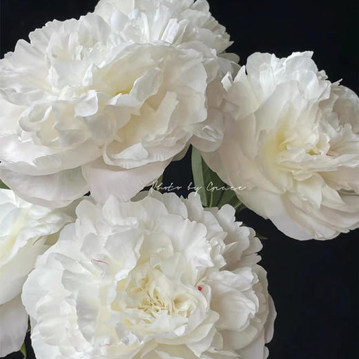 妈妈的选择母爱芍药花5支 商品图2
