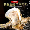 【直发】带壳生蚝2500g 商品缩略图0