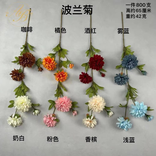 波兰菊（运费自理） 商品图0