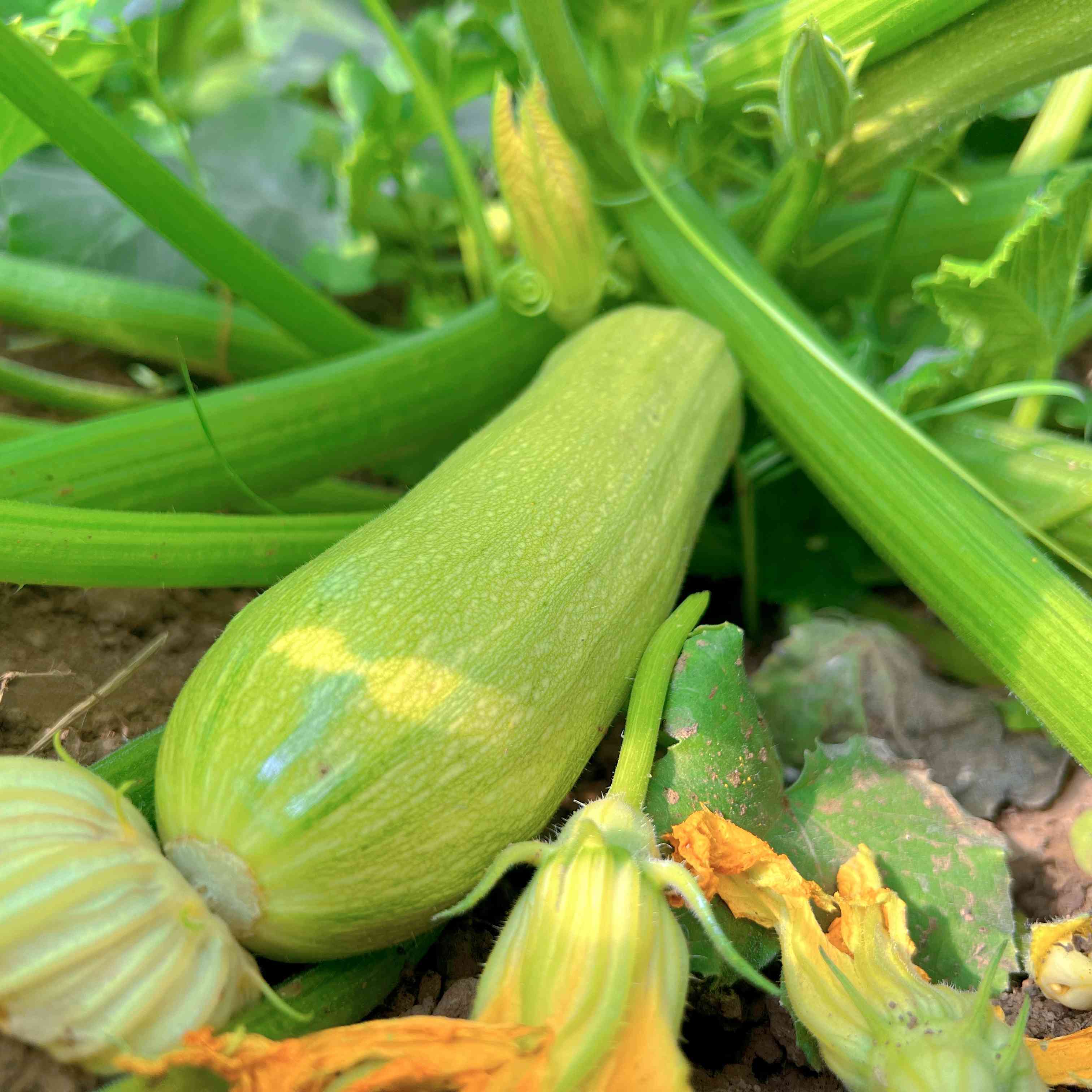 有机种植西葫芦｜ 皮薄汁多 | 石嫣农场*Zucchini