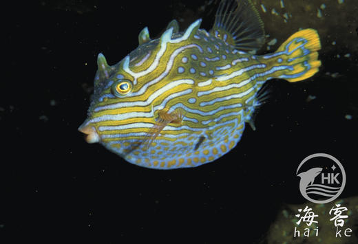 龙纹木盒（公） 商品图0