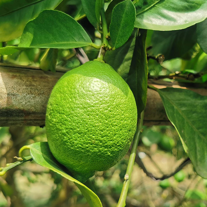 台湾四季青柠檬 酸爽多汁 清香怡人 新鲜采摘 3斤装
