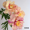 棒棒糖伊藤芍药花5支 商品缩略图1