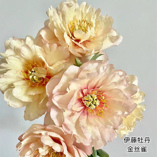 金丝雀伊藤牡丹5支 商品图6