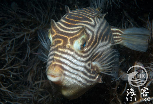 龙纹木盒（母） 商品图3