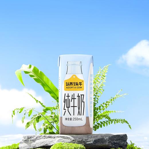 认养一头牛 纯奶 一提装 250ml*12/两箱装 250ml*12*2 商品图4