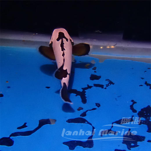 人工黑雪印 商品图5