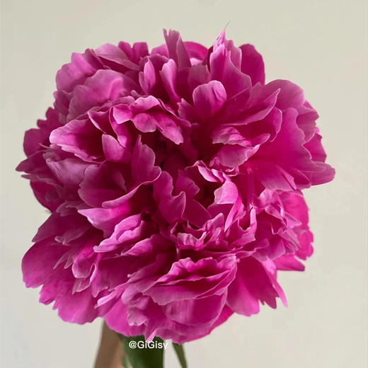 精品花材红莎拉芍药花5支 商品图4