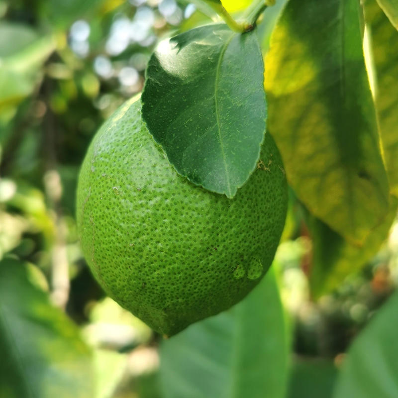 台湾四季青柠檬 酸爽多汁 清香怡人 新鲜采摘 3斤装