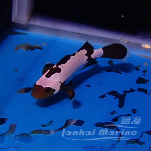 人工黑雪印 商品图6