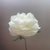 妈妈的选择母爱芍药花5支 商品缩略图8