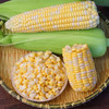 【云南水果玉米】金银玉米 嫩脆多汁 清甜爽口  新鲜现摘  双色甜玉米 3斤/4.5斤装 商品缩略图1