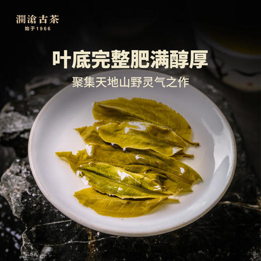 澜沧古茶2022年景迈001品鉴单泡装8克半斤装 （共250克，约31泡） 商品图4