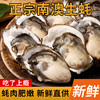 【直发】带壳生蚝2500g 商品缩略图4