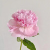 进口品种天使脸颊芍药花1支 商品缩略图7