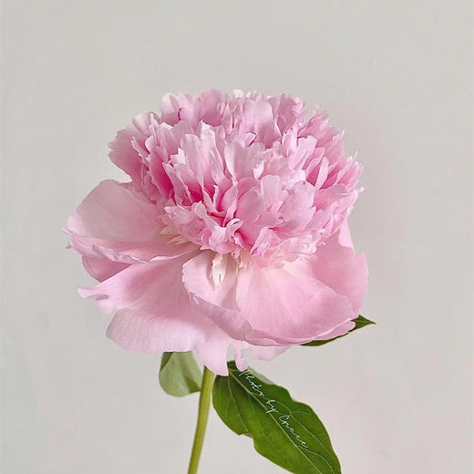 进口品种天使脸颊芍药花1支 商品图7