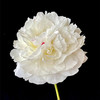妈妈的选择母爱芍药花5支 商品缩略图4