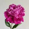 精品花材红莎拉芍药花5支 商品缩略图7