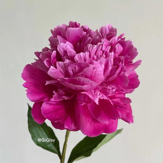 精品花材红莎拉芍药花5支 商品图7