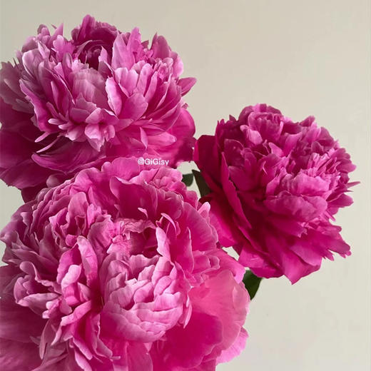 精品花材红莎拉芍药花5支 商品图3