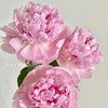 进口品种天使脸颊芍药花1支 商品缩略图4
