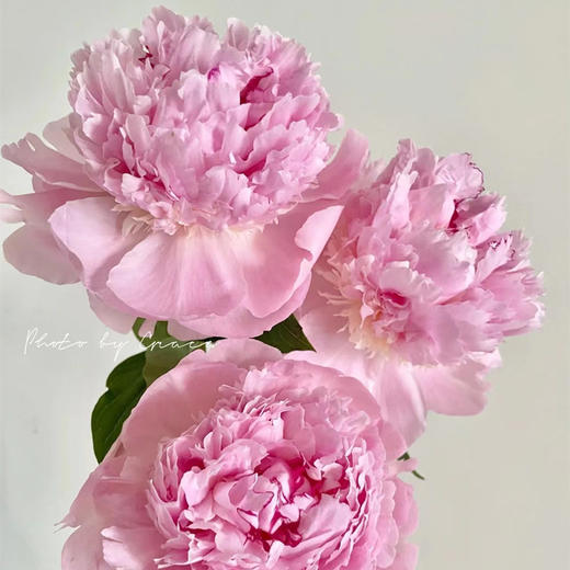 进口品种天使脸颊芍药花1支 商品图4