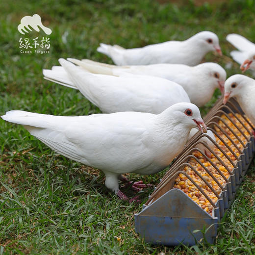 生态乳鸽  | 绿家自产* Eco- squab | Self-production 商品图2