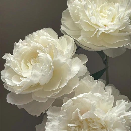 妈妈的选择母爱芍药花5支 商品图5