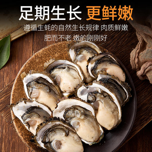 【直发】带壳生蚝2500g 商品图1