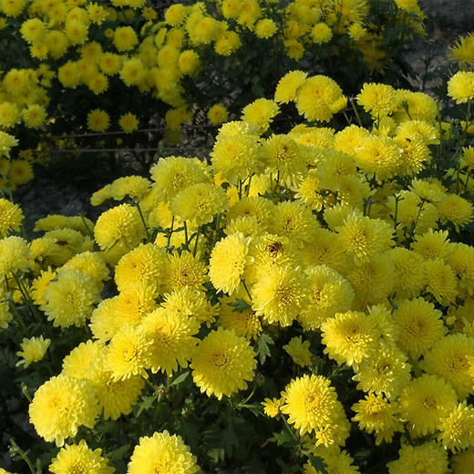 有机婺源皇菊二级家庭装30g/罐 商品图3