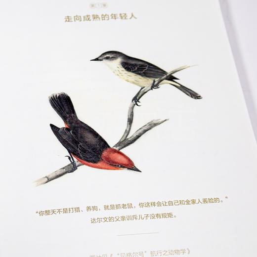 【丹麦】汉娜·斯特拉格《达尔文传：从平凡顽童到博物学家》 商品图7