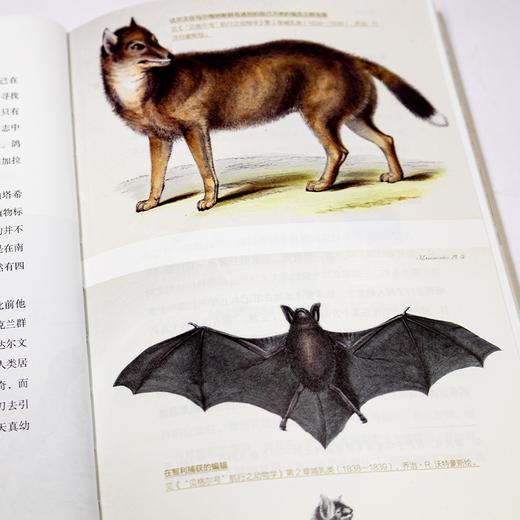 【丹麦】汉娜·斯特拉格《达尔文传：从平凡顽童到博物学家》 商品图5