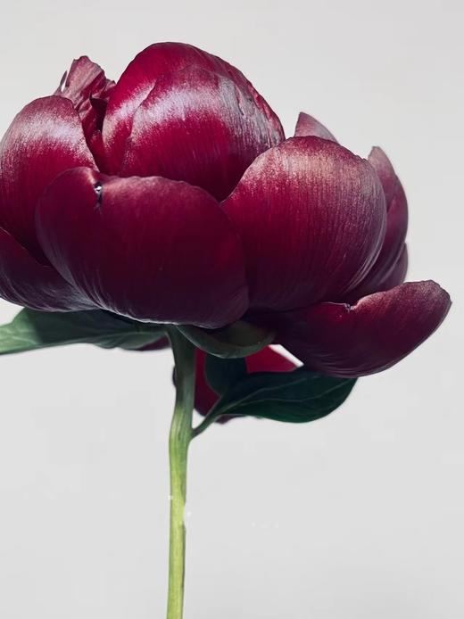 【预售！4.20起陆续发出】黑美人芍药【你未必出类拔萃，但你定与众不同】黑美人  2件包邮 顺丰空运直发 商品图5