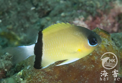 西施么 商品图3