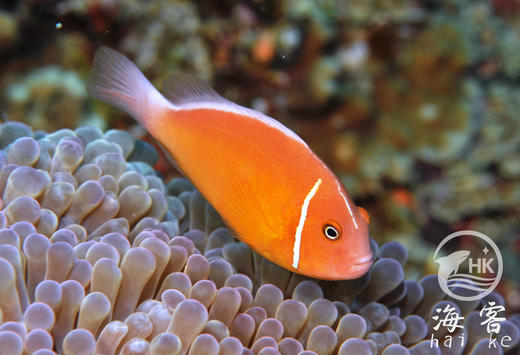 银背小丑 商品图0