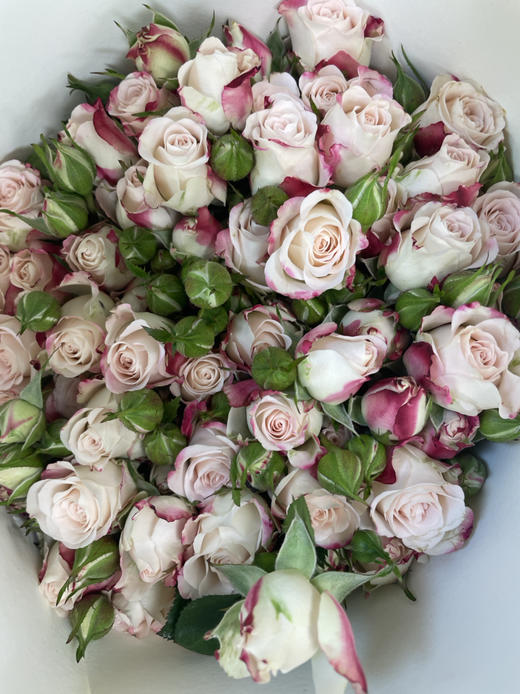 【昆明玫瑰】国产多头折射 10支/扎  A级 商品图2