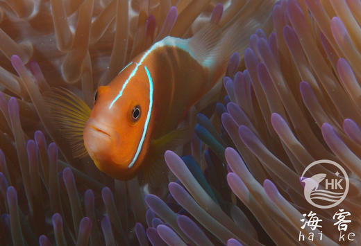 银背小丑 商品图1