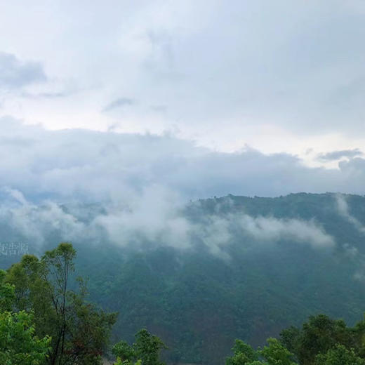 【高山云雾绿茶】条索紧细秀丽 色泽嫩绿 清香宜人，汤色黄绿明亮 滋味鲜醇 回味甘香 新货包邮 商品图6