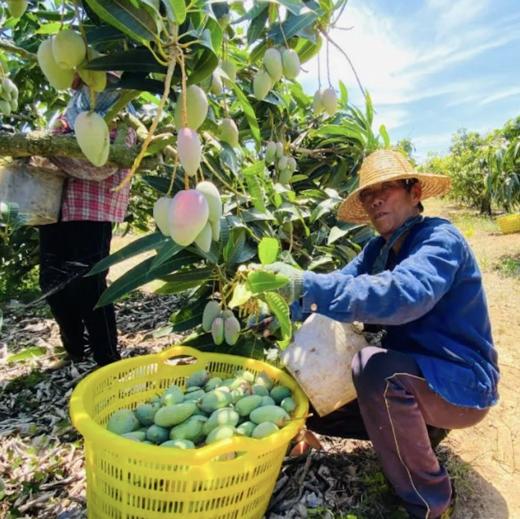 海南贵妃芒、肉厚甜蜜爆汁、果肉细腻、香甜多汁、金黄透亮、水份多 商品图4