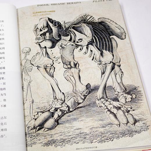 【丹麦】汉娜·斯特拉格《达尔文传：从平凡顽童到博物学家》 商品图3